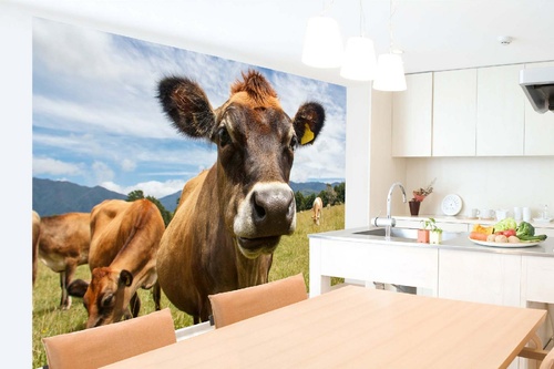 Vlies Fototapete - Kuh auf der Weide 375 x 250 cm